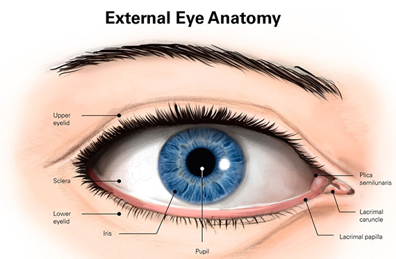 Blepharoplasty-eye